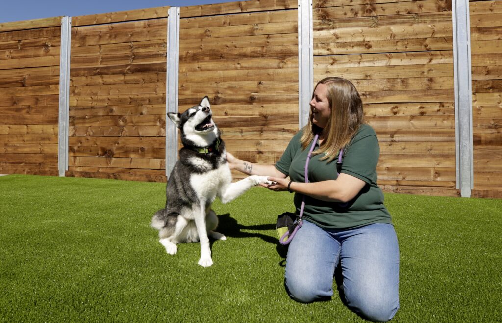 How To Adopt a Dog or Cat Edinburgh Dog & Cat Home