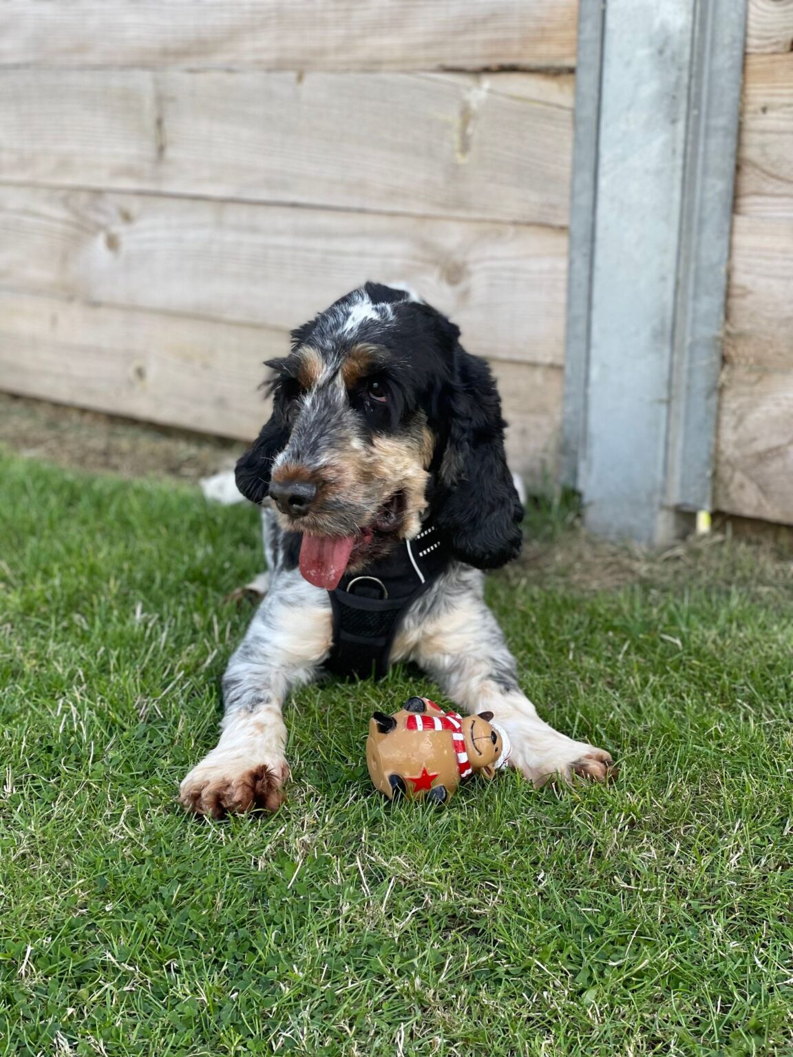Meet Our Dogs Edinburgh Dog & Cat Home
