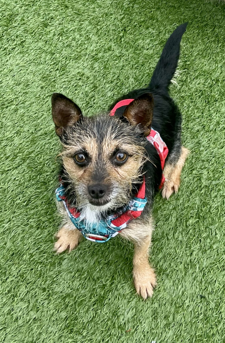 Meet Our Dogs Edinburgh Dog & Cat Home