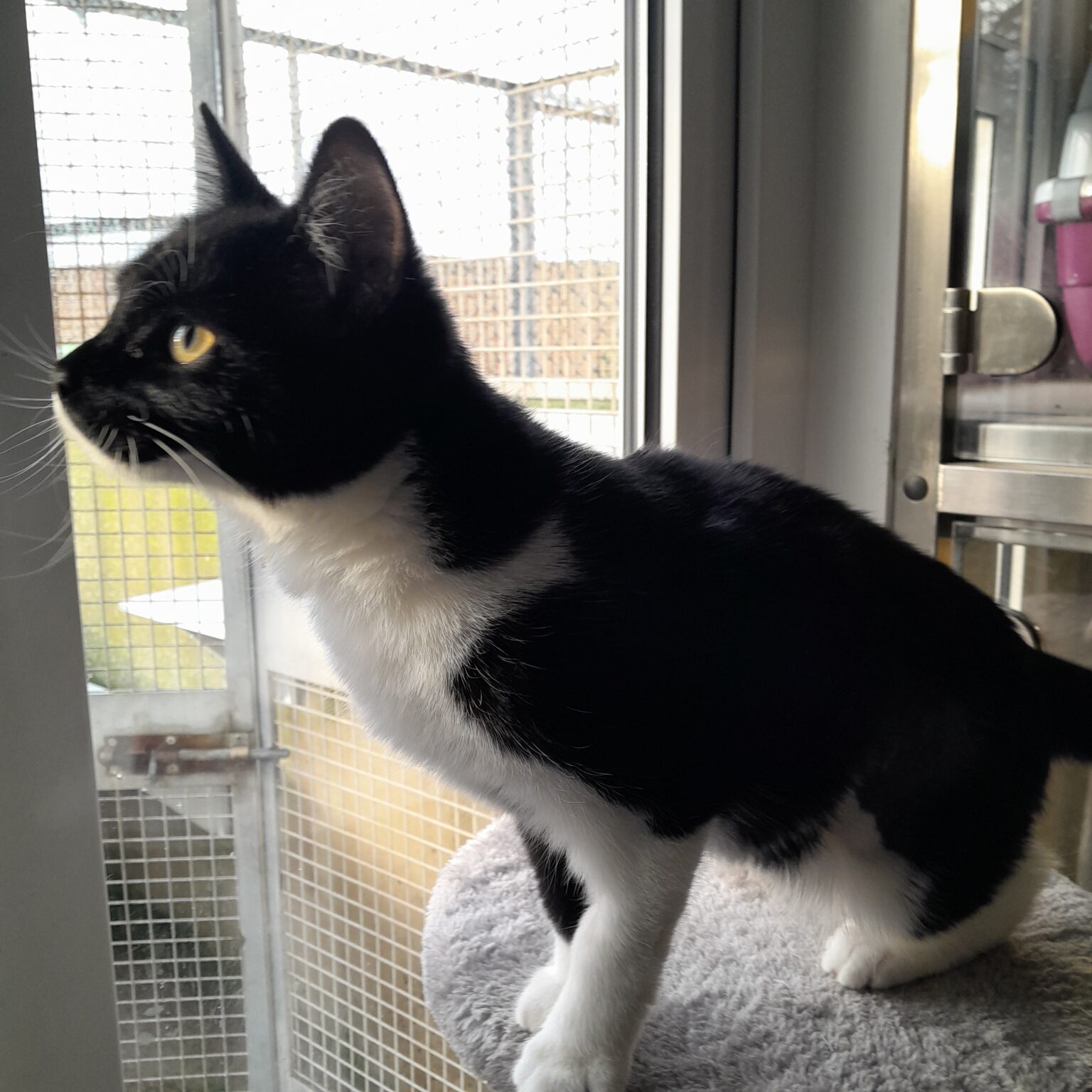 Cats for Adoption - Edinburgh Dog & Cat Home