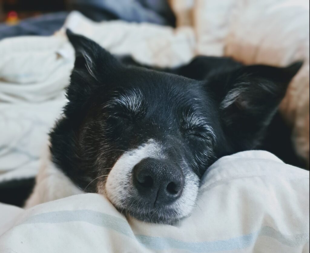 Settling In Your A Dog Edinburgh Dog & Cat Home