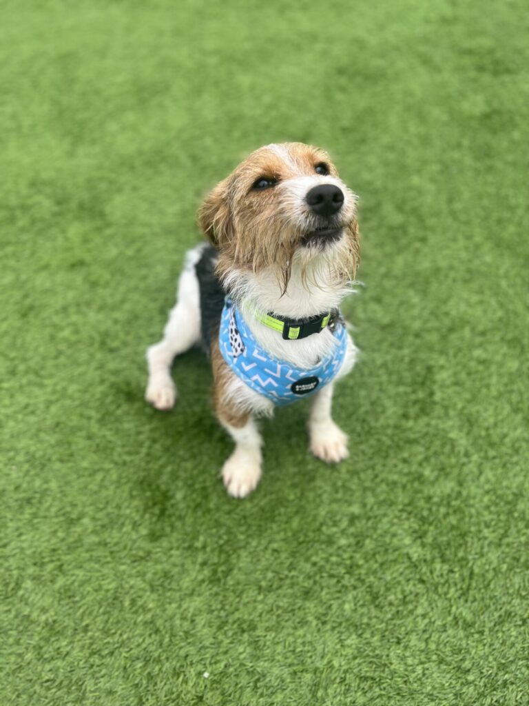 Rescue Dogs Edinburgh Dog & Cat Home