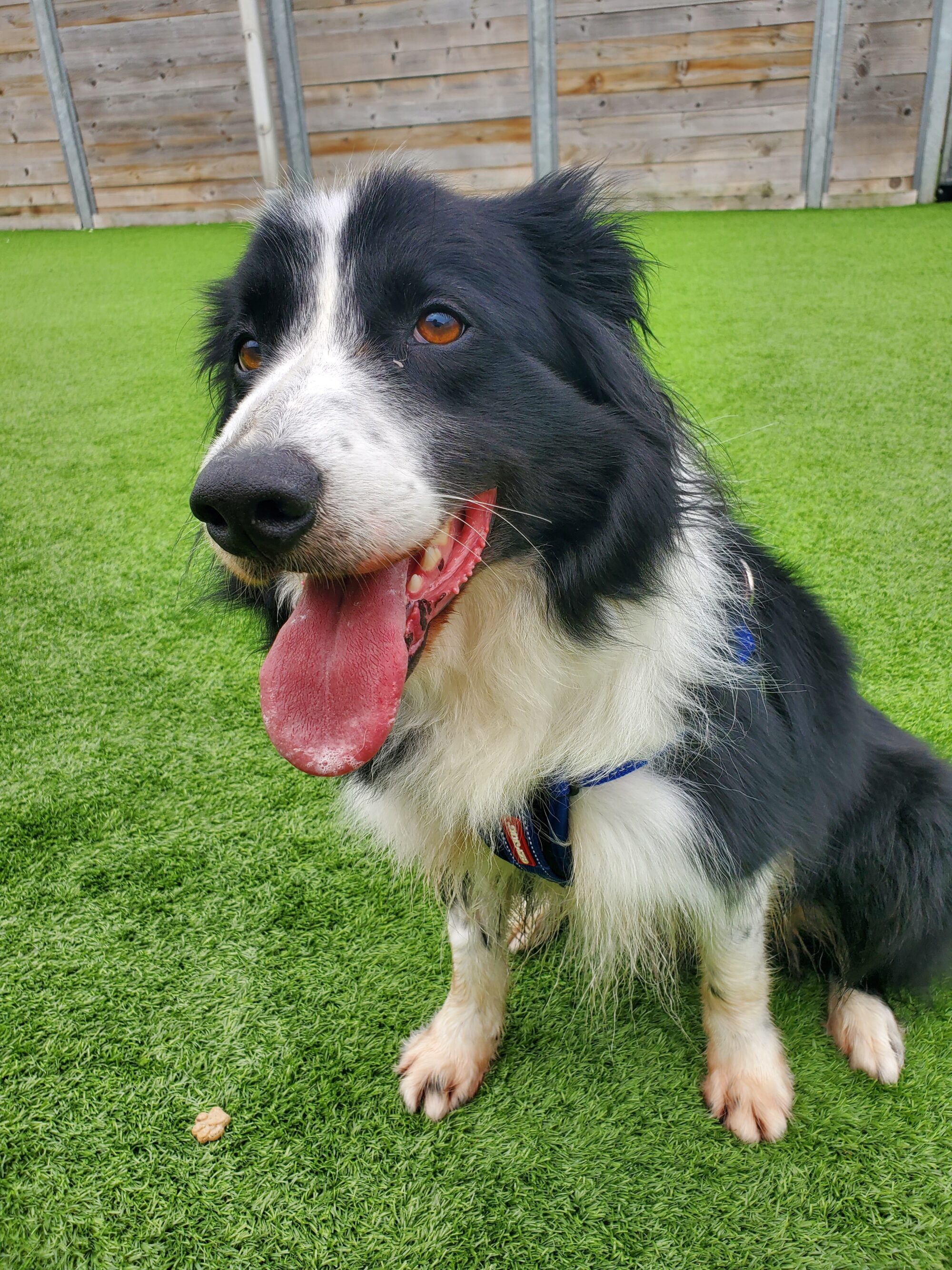 Rescue Dogs Edinburgh Dog & Cat Home