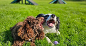 Poodle and a collie laying in the grass with open mouths together in the sun.