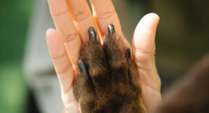 Dog paw and human hand palm to palm