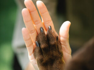 Dog paw and human hand touching