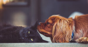red spaniel sniffs the ear of a black cat as they relax together