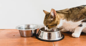 Cat eating from a silver bowl