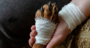 Hand with bandaged wrist holding a bandaged dog paw