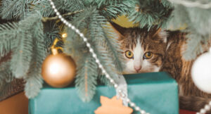 Close up of cat hiding behind a green christmas present under a christmas tree
