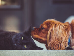 Red spaniel sniffs the ear of a sleeping black cat as they relax together