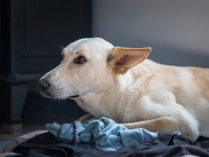 Dog lying on blanket with ears back looking nervous