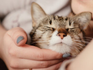 Close up of happy cat with eyes closed getting chin scratches
