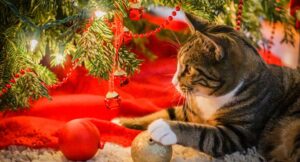 Cat with paw on bauble sitting under christmas tree