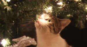 Cat looking at lights on a christmas tree