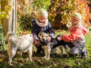children and dogs playing together outside on a sunny autumn day