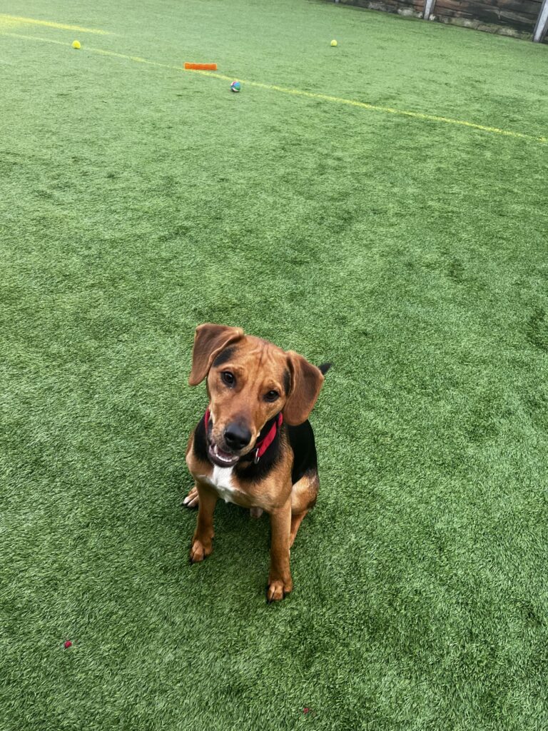 Adopt a Dog Edinburgh Dog and Cat Home