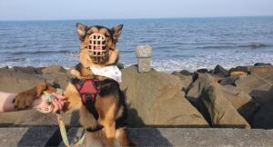 Ziva wearing a muzzle and giving a paw to someone on a sunny walk by the sea