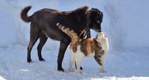 dog and cat in the snow, sniffing each other's noses