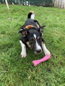 New dog listed for rescue at the Edinburgh Dog and Cat Home - Glen