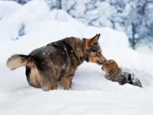 dog and cat in deep snow, dog sniffing cat's head
