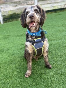 New dog listed for rescue at the Edinburgh Dog and Cat Home - Rudy