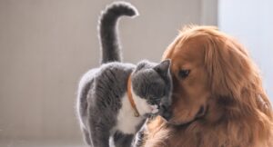 Grey cat and golden retriever butting heads together affectionately