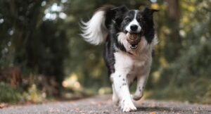 Collie dog running along country path towards camera holding a tennis ball in his mouth.