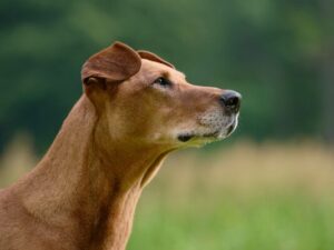 older dog with grey muzzle looking into the distance