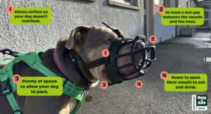 Graphic of dog with bubbles of Muzzle training advice: 1. Allows airflow so your dog doesn’t overheat. 2. At least a 1cm gap between the muzzle and the nose. 3. Plenty of space to allow your dog to pant. 4. Room to open their mouth to eat and drink.