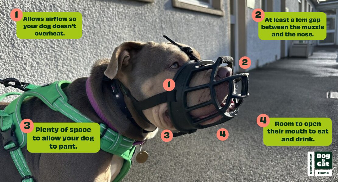Muzzle Training Edinburgh Dog & Cat Home