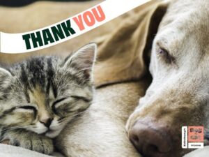 dog and cat sleeping peacefully together with the words THANK YOU in a banner over their heads