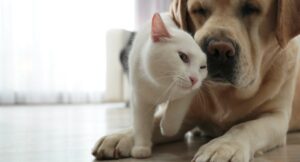 Golden lab and white cat brushing noses together affectionately