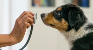 Hand holding up a stethoscope to a puppy's face