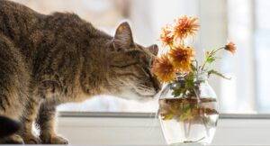 Cat crouching and sniffing a vase of flowers