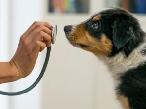 Hand holding up a stethoscope to a puppy's face