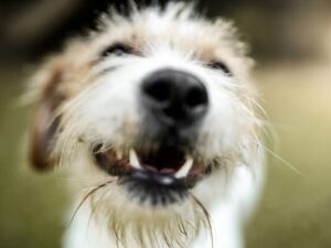 close up image of smiling fluffy dog