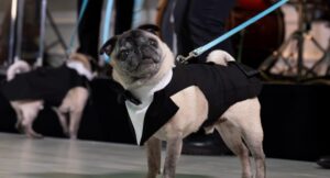 Parker the pug looking dapper in his suit