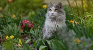 Grey and white cat sitting among long grass and flowers in a garden