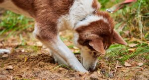 brown and white dog digging in garden