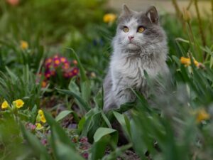grey and white cat sitting among tall grass and flowers