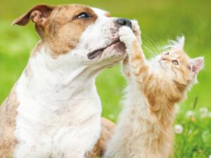Cat affectionately paw at a dog's face in a green garden