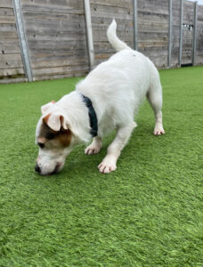 New dog listed for rescue at the Edinburgh Dog and Cat Home - Marley