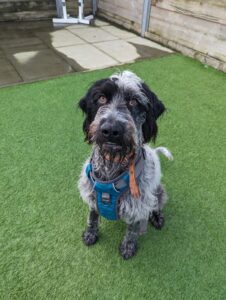 New dog listed for rescue at the Edinburgh Dog and Cat Home - Ringo