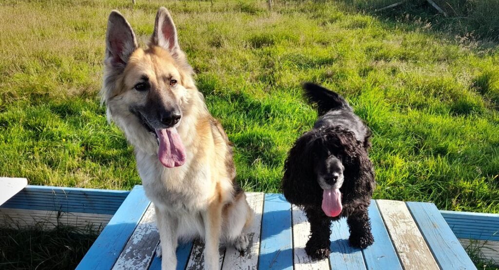 Honey's Story Hard work and training pays off! Edinburgh Dog & Cat Home