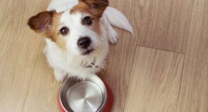 Little dog looking up at the camera beside an empty food bowl