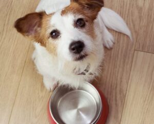 Little dog looking up at the camera beside an empty food bowl