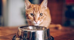 close up of ginger cat leaning over a metal food bowl and looking up at the camera