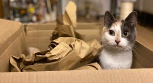 Little Cookie sitting in a cardboard box looking at the camera