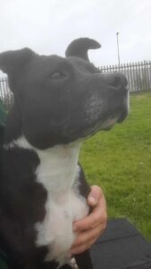 New dog listed for rescue at the Edinburgh Dog and Cat Home - Connie